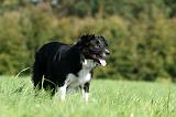 BORDER COLLIE 1410